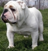 Submitting-English-Bulldog-puppies-available-for-re-homing