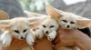 Savannah kittens,Fennec Foxes,and other Exotic Pets for sale.