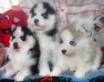 -Very-Playful-and-friendly-Siberian-husky-Puppies-With-Blue-Eyes