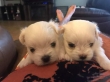 White-Maltese-Puppies-so-cute-for-Sale-we-are-5-star-breeders