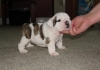 Healthy-English-Bulldog-Puppies-Available